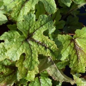 Heucherella 'Kimono' ® ---